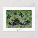 Search for mountain gorillas postcards Wild