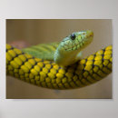 Search for snakes photography Reptile