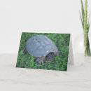 Search for along cards Wildlife