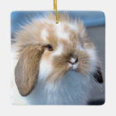 Search for lop rabbit christmas tree decorations Animal
