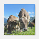 Search for grazing magnets Grass