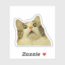 Search for white kitten stickers Meow