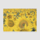 Search for sunflower tissue paper Summer