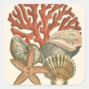 Search for shell collection stickers Conch