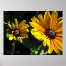 Search for eis posters Daisies