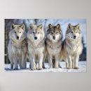 Search for winter wolves posters Grey