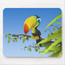 Search for toucan electronics Animals