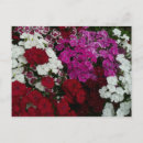 Search for dianthus postcards Flower