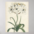 Search for ivory posters Floral