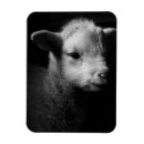 Search for lamb magnets Livestock