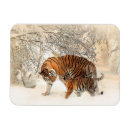 Search for tiger magnets Animals