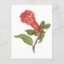 Search for pomegranate postcards Tropical