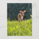 Search for fawn postcards Animals