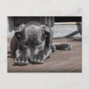 Search for shy postcards Dog