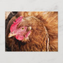 Search for chickens postcards Cute