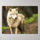 Search for arctic wolf Canis lupus arctos