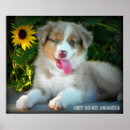 Search for merle posters Australian