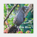 Search for iguana magnets Cute
