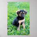 Search for german shepherd posters Puppy
