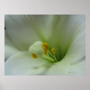 Search for lily posters Landscape