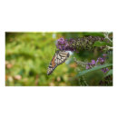 Search for purple butterfly posters Floral