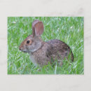 Search for cottontail Rabbit