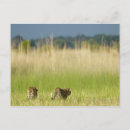 Search for pardus Wildlife