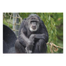 Search for primate pics posters Monkey