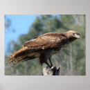 Search for hawk posters Nature