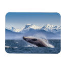 Search for breaching magnets Humpback whale