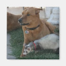 Search for friend dog magnets Pets