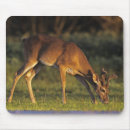 Search for white tailed deer mousepads Nature