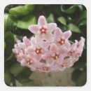Search for violet flower stickers Bloom