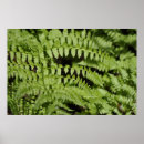 Search for fern photography Oregon