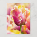 Search for flower bulbs postcards Tulip