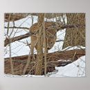 Search for whitetail deer posters Nature