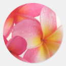 Search for yellow frangipani stickers Tropical