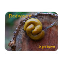 Search for redwood national park magnets California