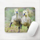 Search for canadian mousepads Bird