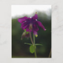Search for purple garden flowers postcards Photograph