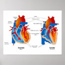 Search for cardiologist posters Heart