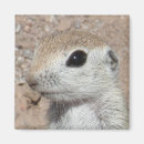 Search for ground magnets Wildlife