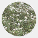 Search for wild berries stickers Blackberry