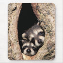 Search for raccoon mousepads Wild animals