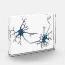 Search for synapse Neurology