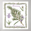 Search for rosemary herb posters Garden