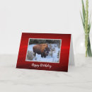 Search for buffalo birthday cards Wildlife