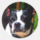 Search for boston stickers Pets