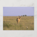 Search for buck mule deer postcards Doe