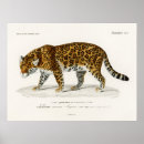 Search for panthera posters Tiger